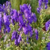 Aconitum carmichaelii